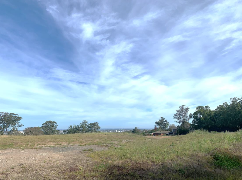 Land with grass and trees in background