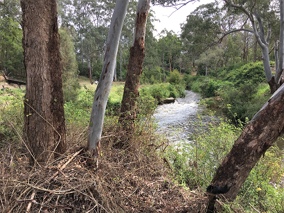 Tree planning along the great west walk